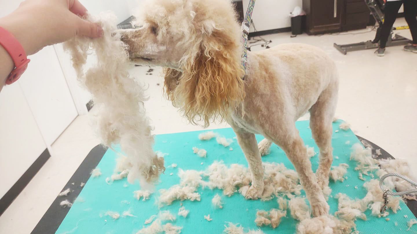 Mastering Dematting: Essential Tips, Pricing Strategies and Skin Care for Pet Stylists