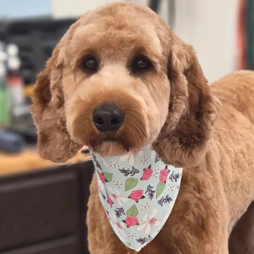 Nature Bandanas