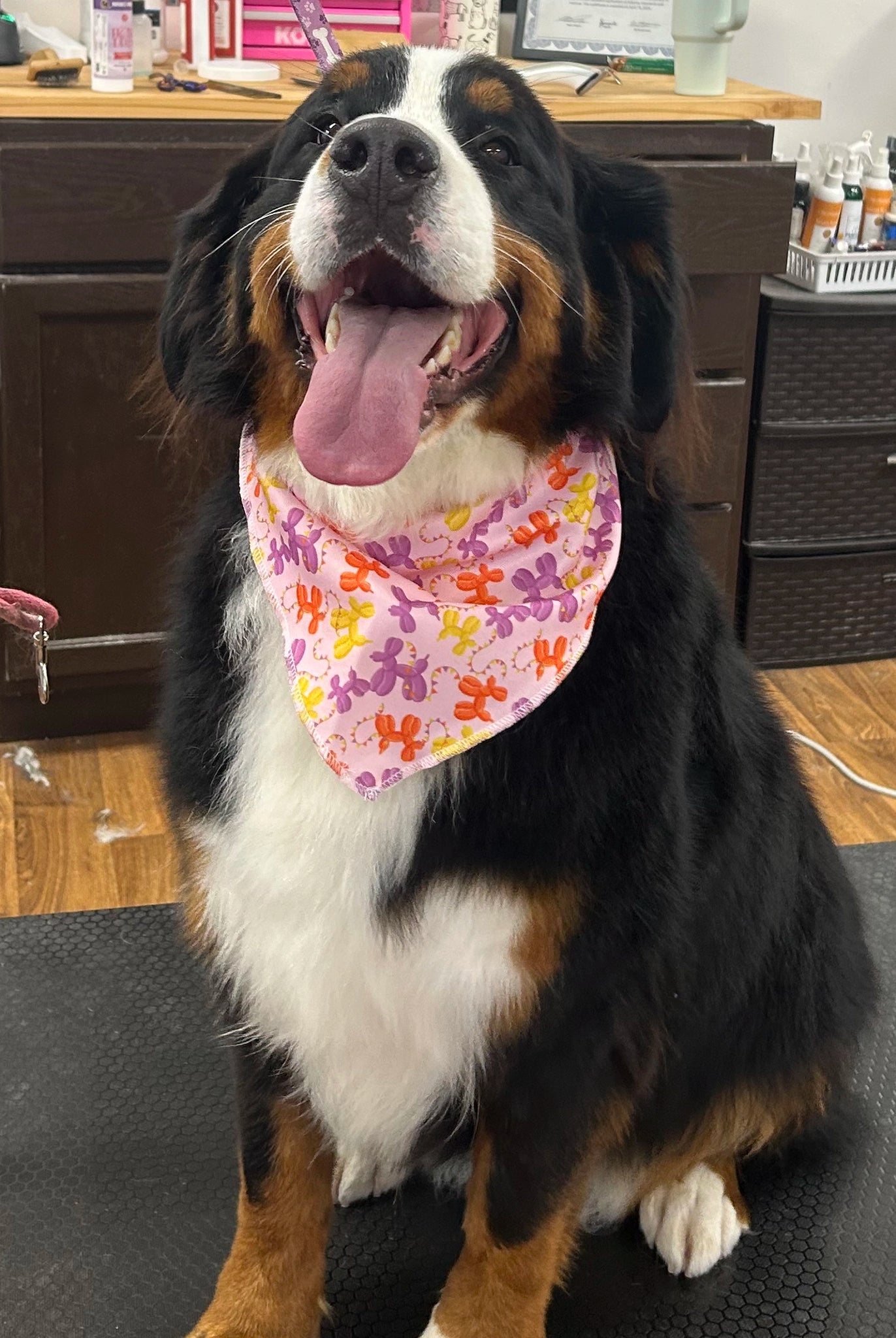 Dog wearing a colorful bandana sitting on a mat in a room with furniture and equipment.