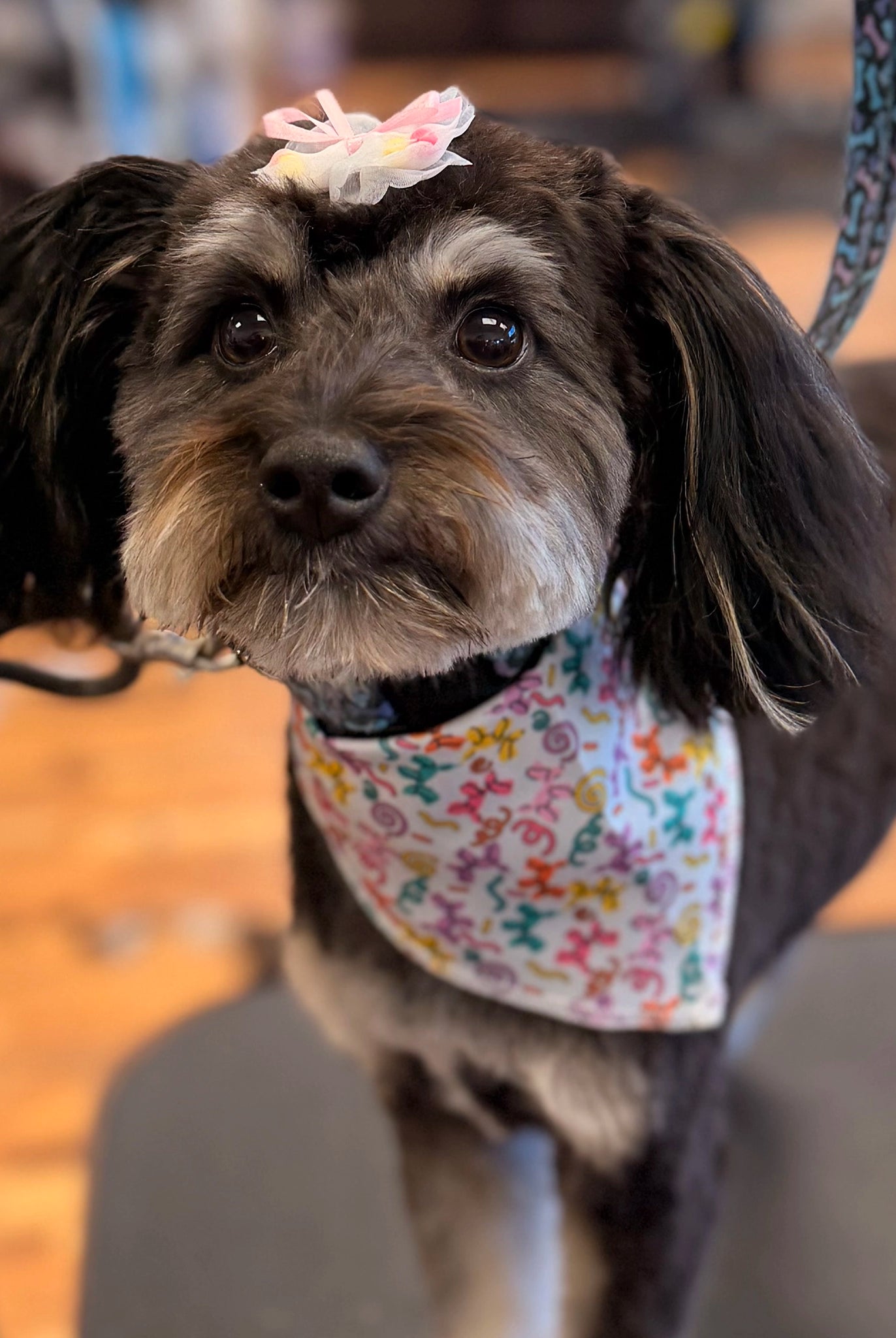 Dog wearing a bandana and bow