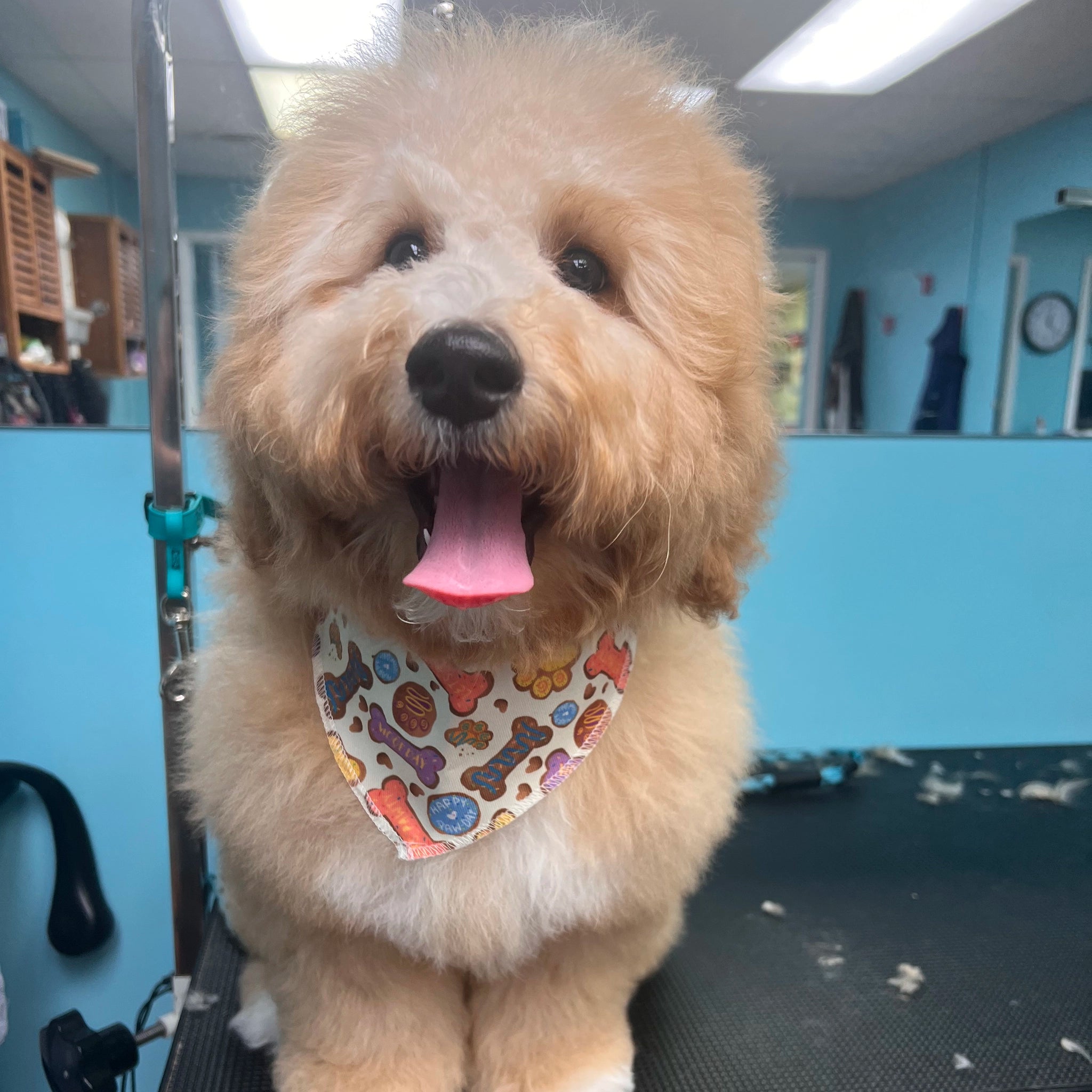 fluffy dog with a colorful bandana standing in a grooming salon.