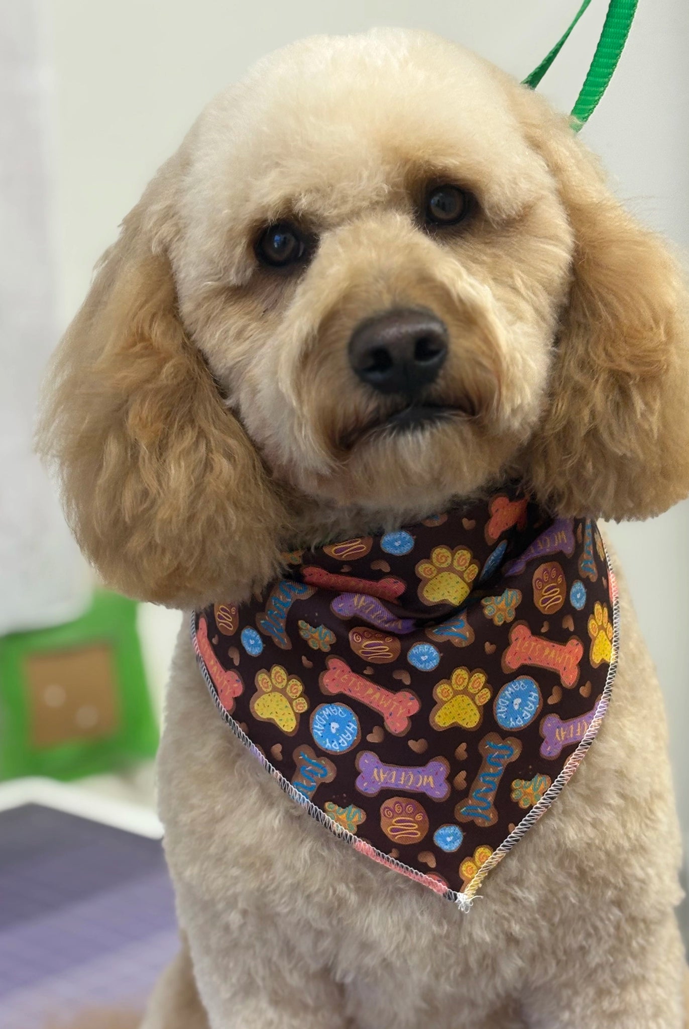 Dog wearing a bandana with bone and paw pattern in an indoor setting