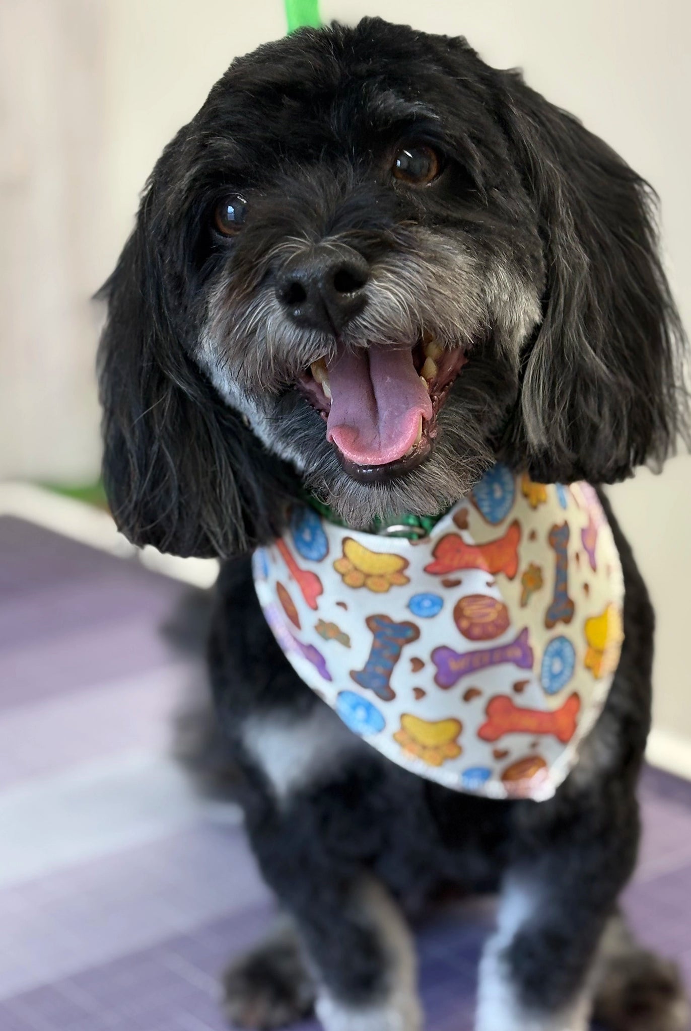 Dog wearing a colorful bandana with bone patterns