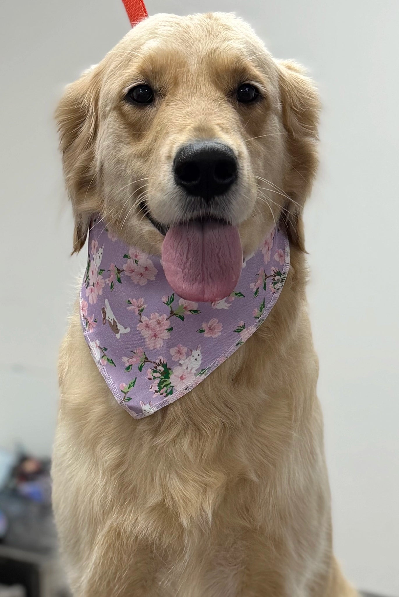 Dog wearing a floral bandana with a plain background