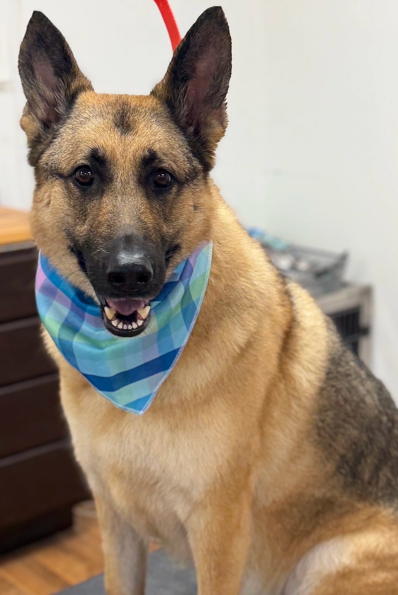 German Shepherd dog wearing a colorful bandana in an indoor setting
