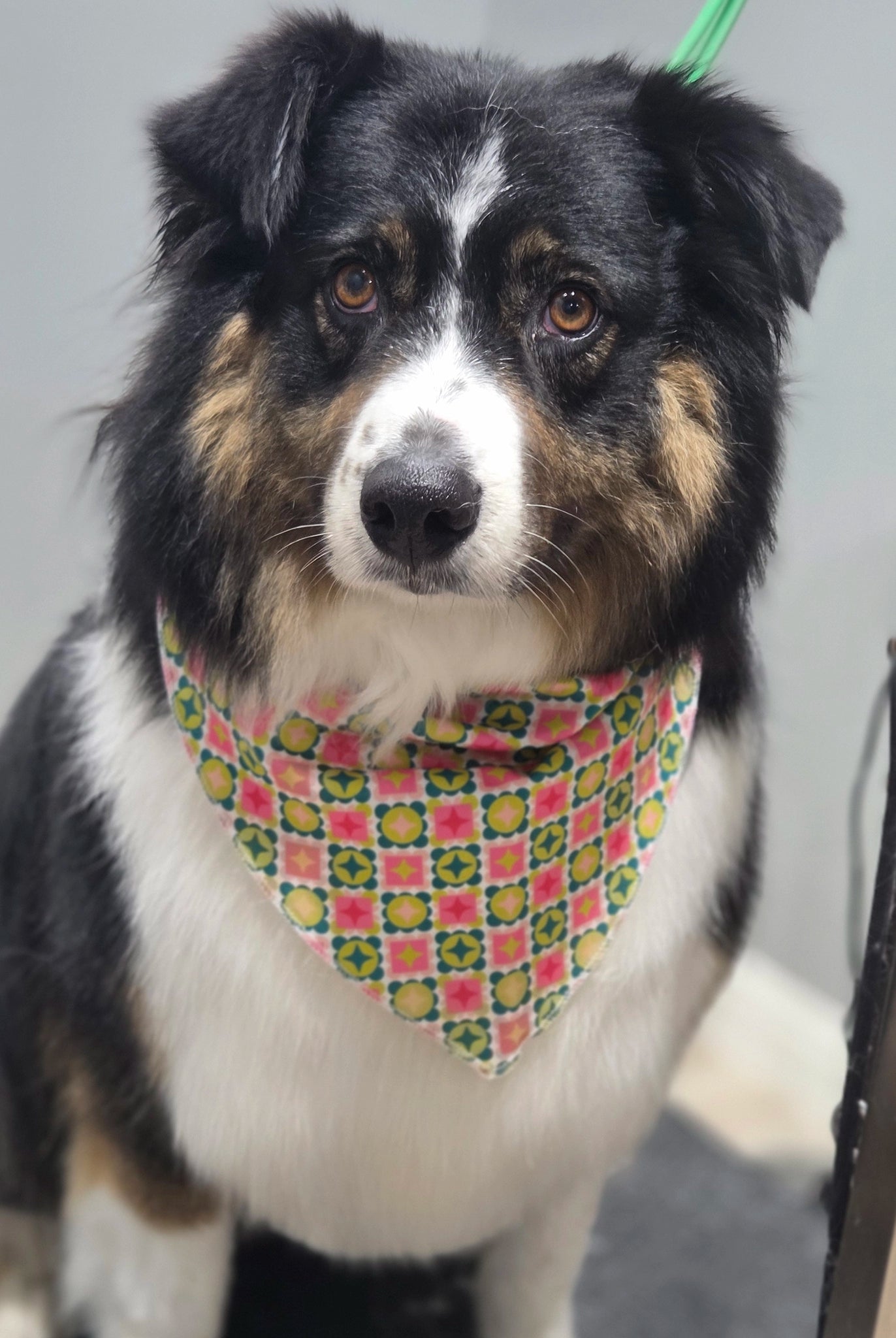 Dog wearing a colorful bandana