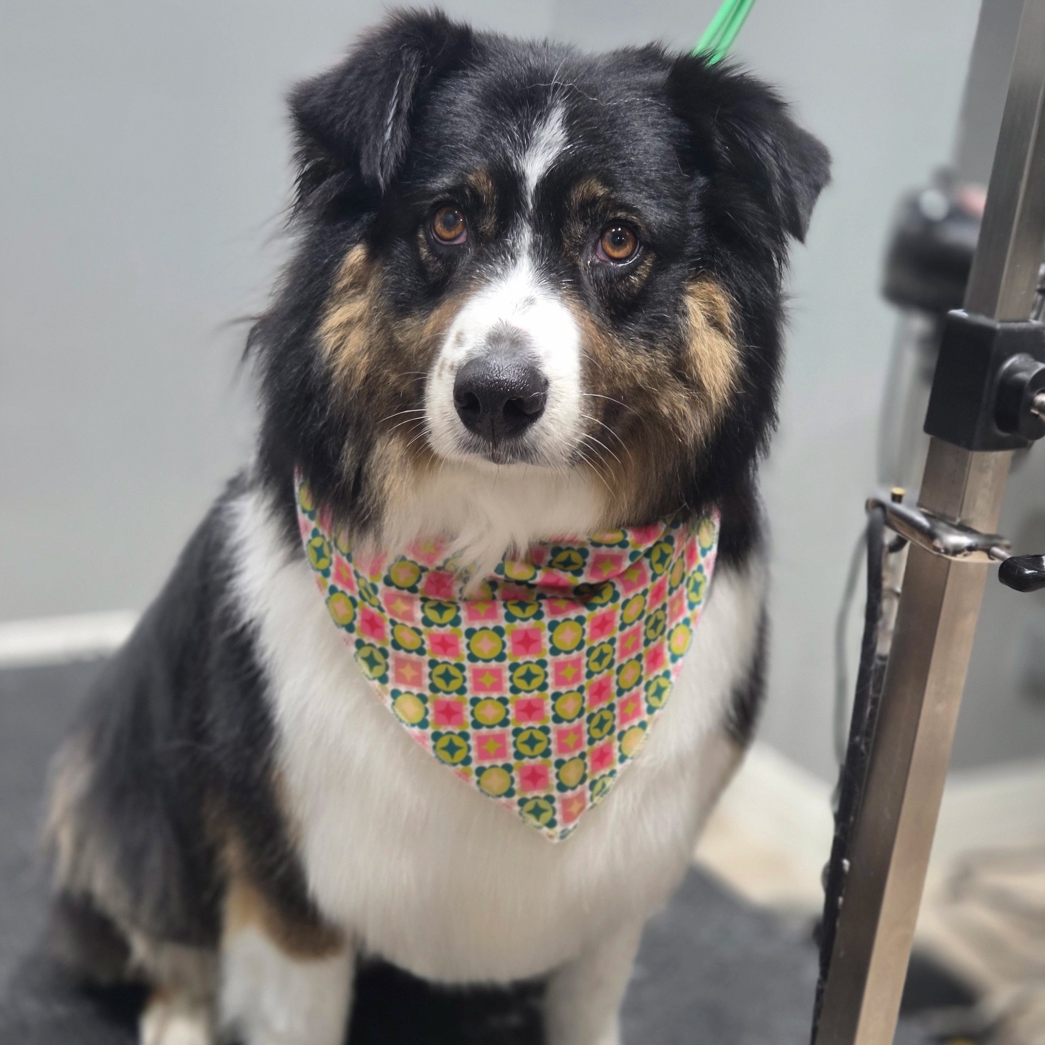 Dog wearing a colorful bandana