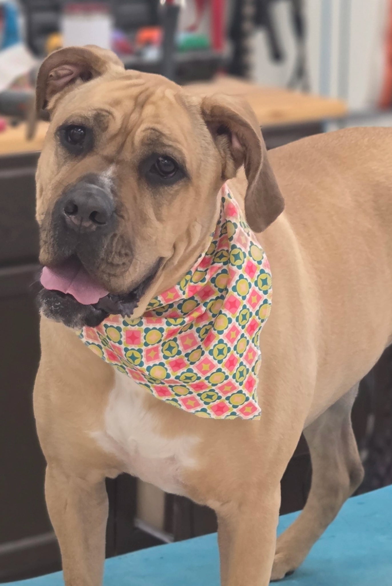 Dog wearing a colorful bandana in an indoor setting