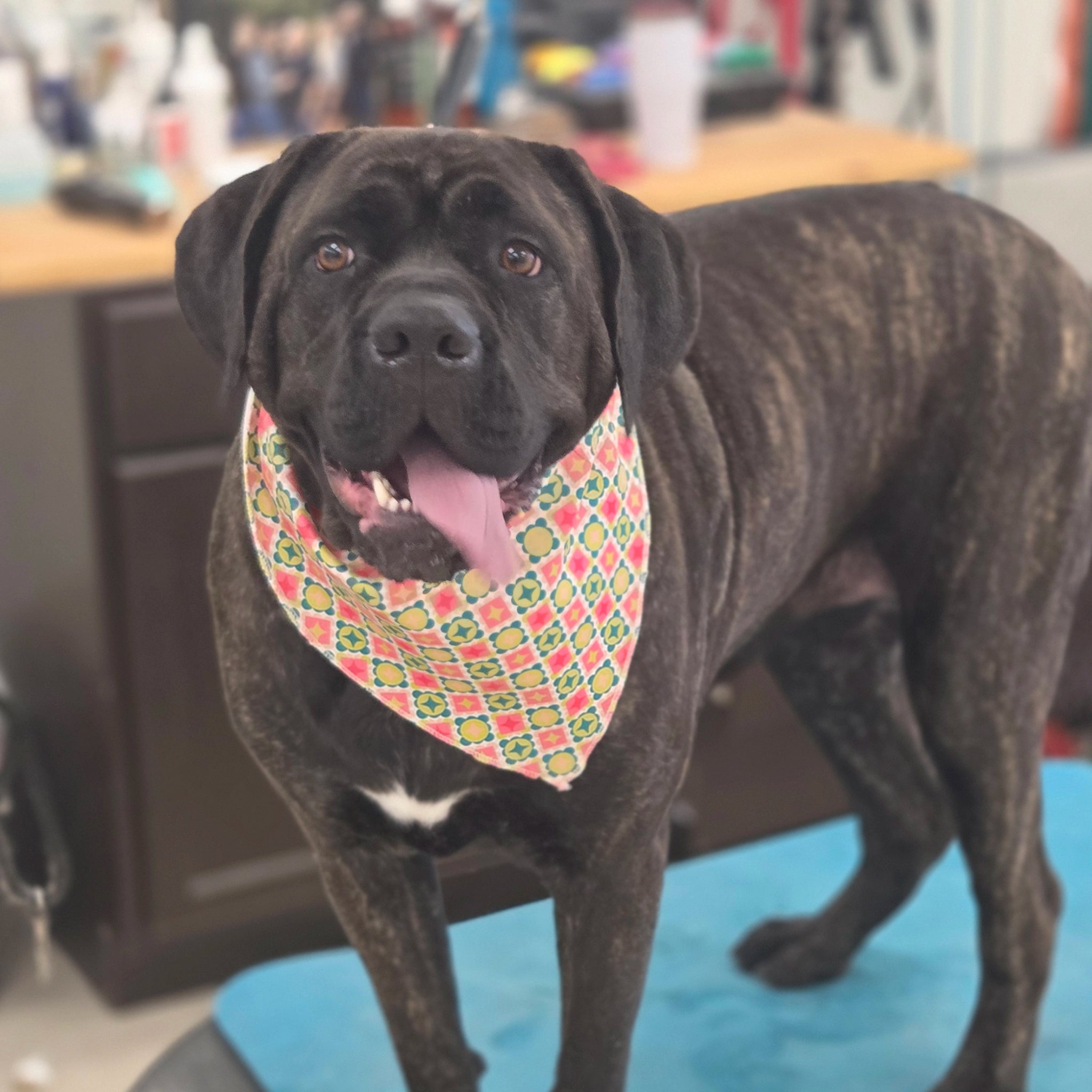 Black dog wearing a colorful bandana indoors