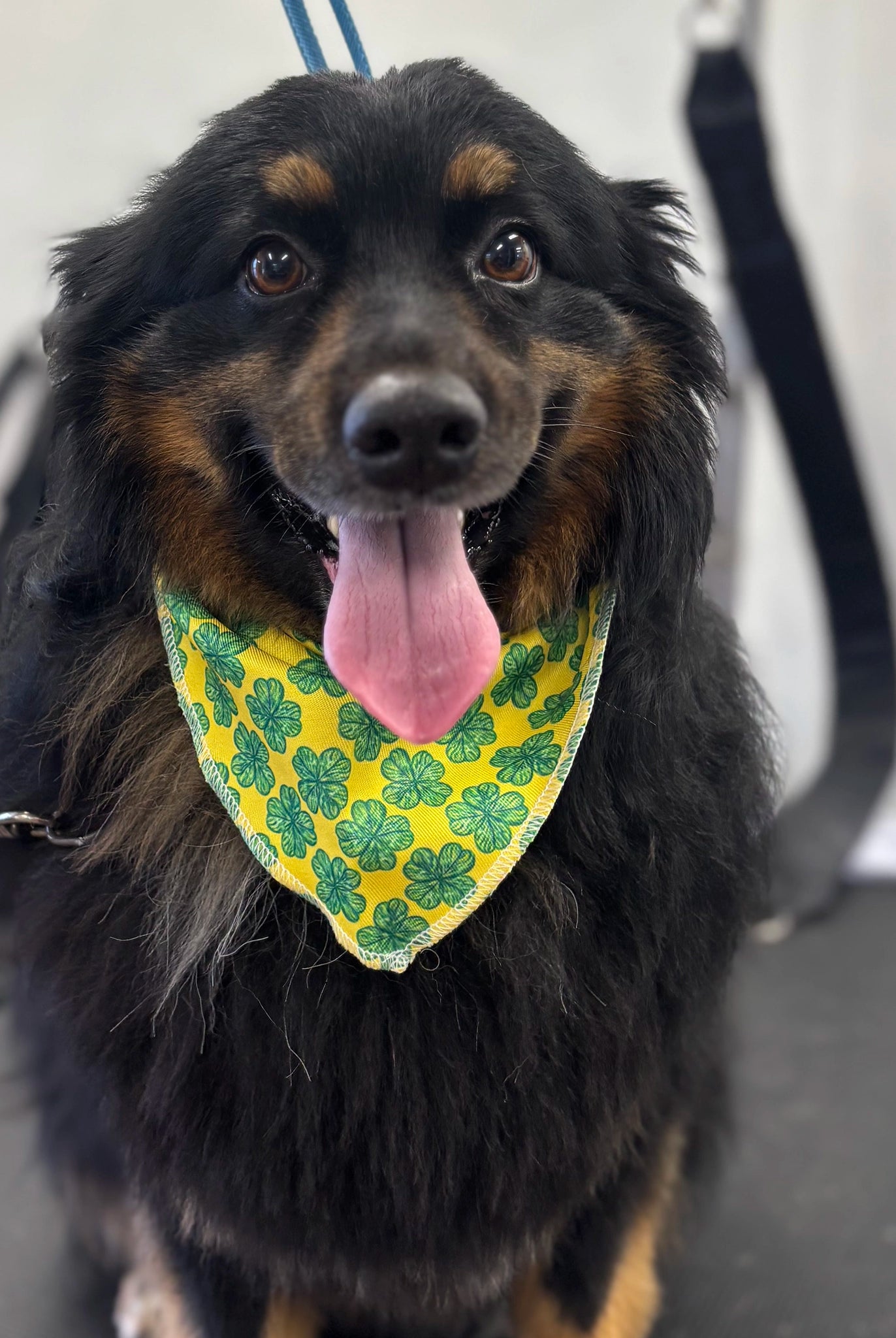 Dog wearing a yellow bandana with green shamrock pattern