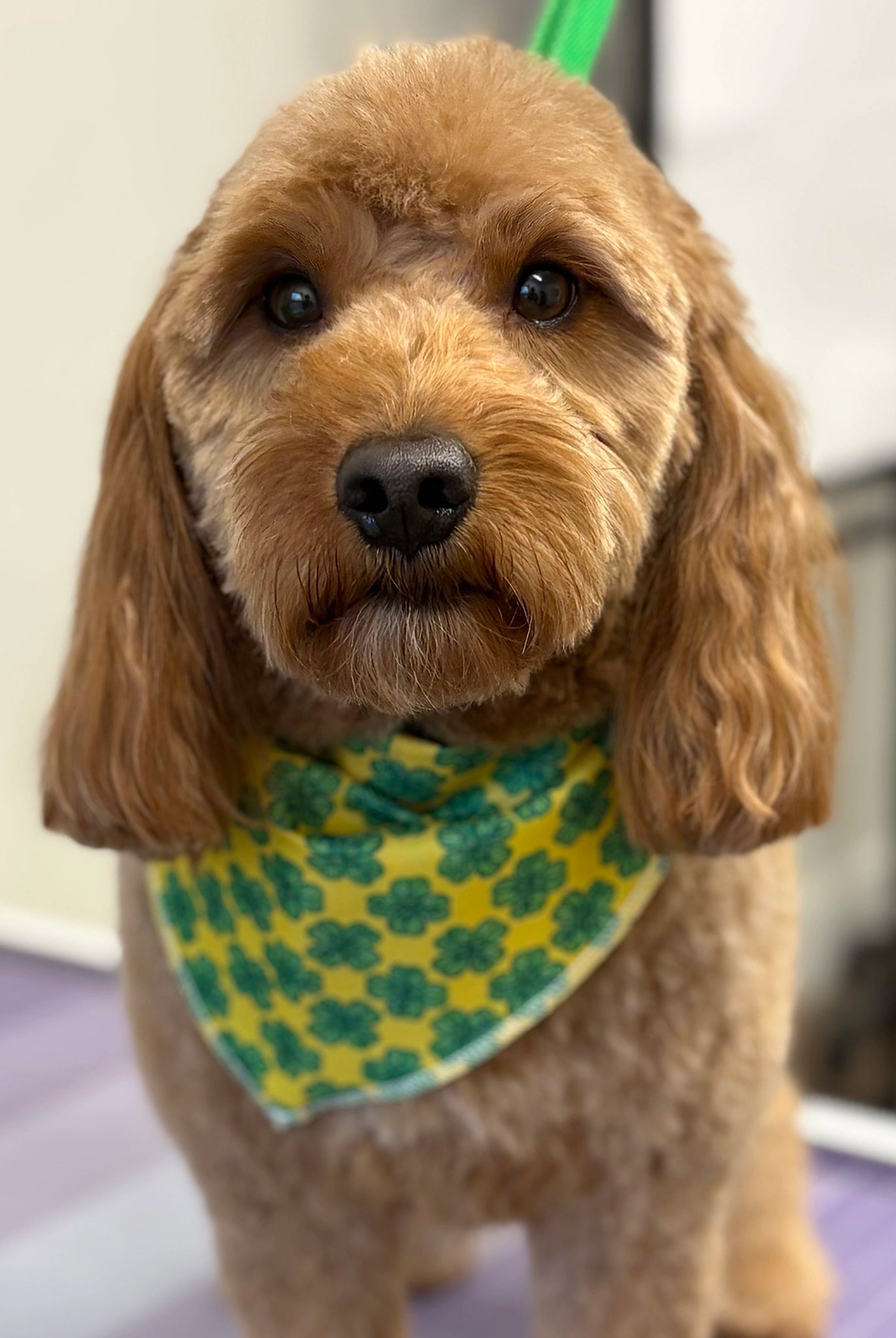 Dog wearing a green bandana with a pattern, standing on a purple surface.