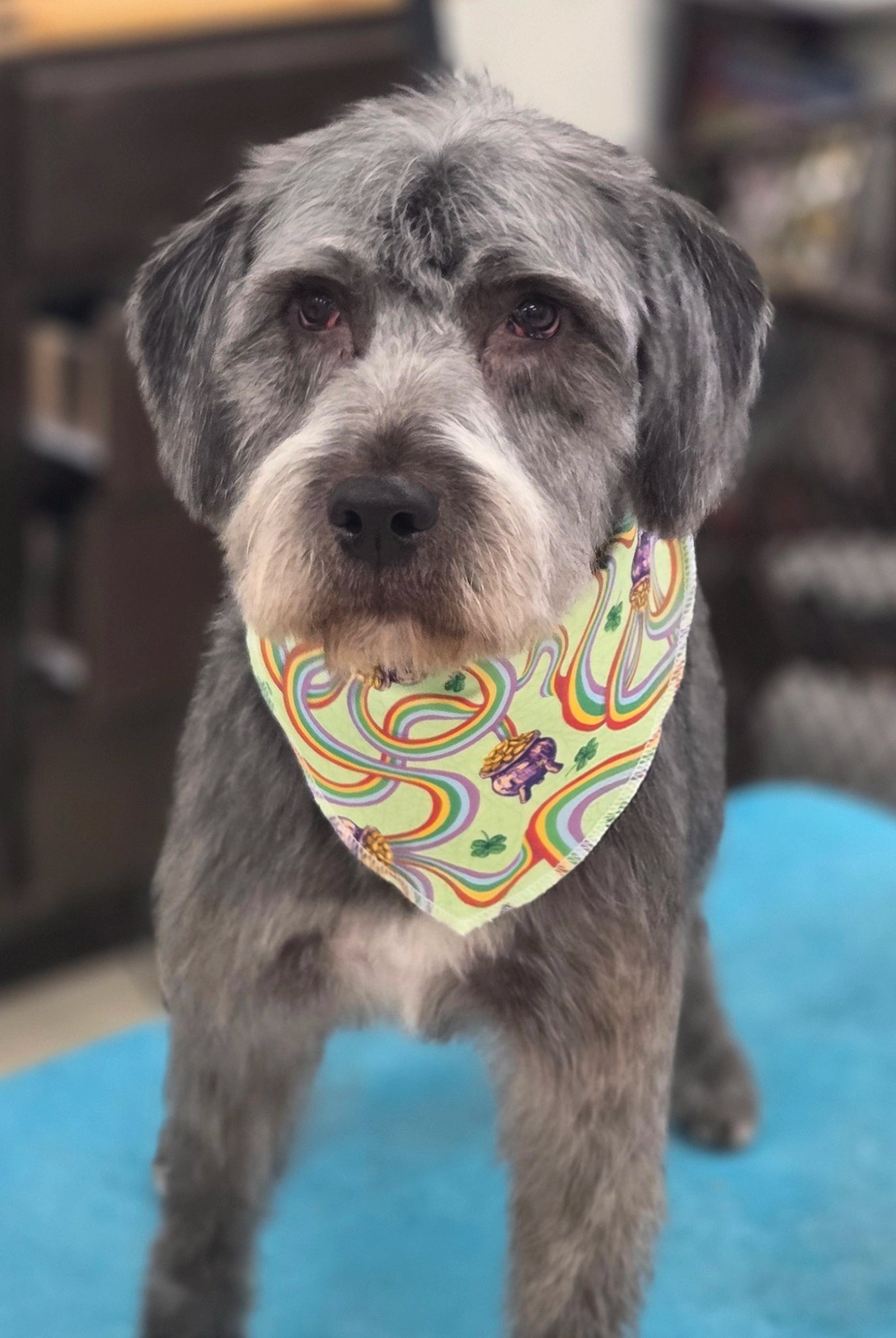 Dog wearing a colorful bandana standing on a blue surface with a blurred background