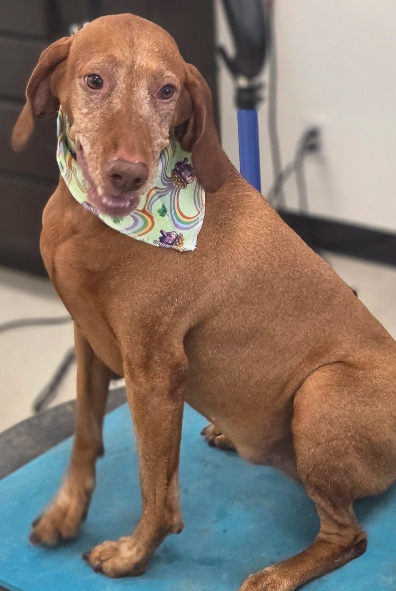 Brown dog sitting on a grooming table with a colorful bandana