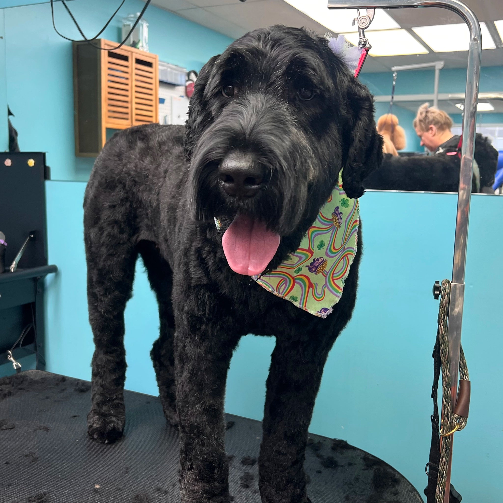 Black dog with a colorful bandana standing on a grooming table in a pet salon.