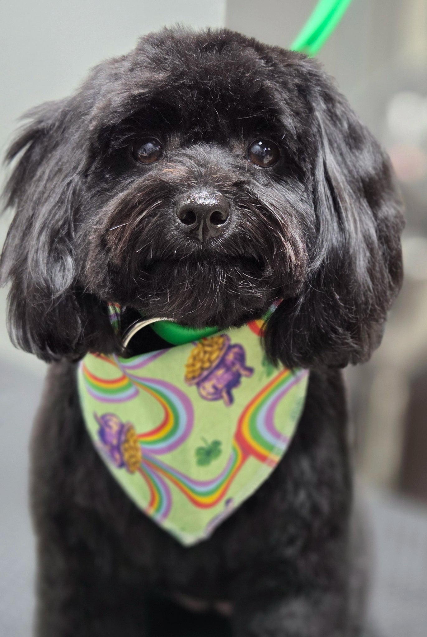 Black dog wearing a colorful bandana with a blurred background