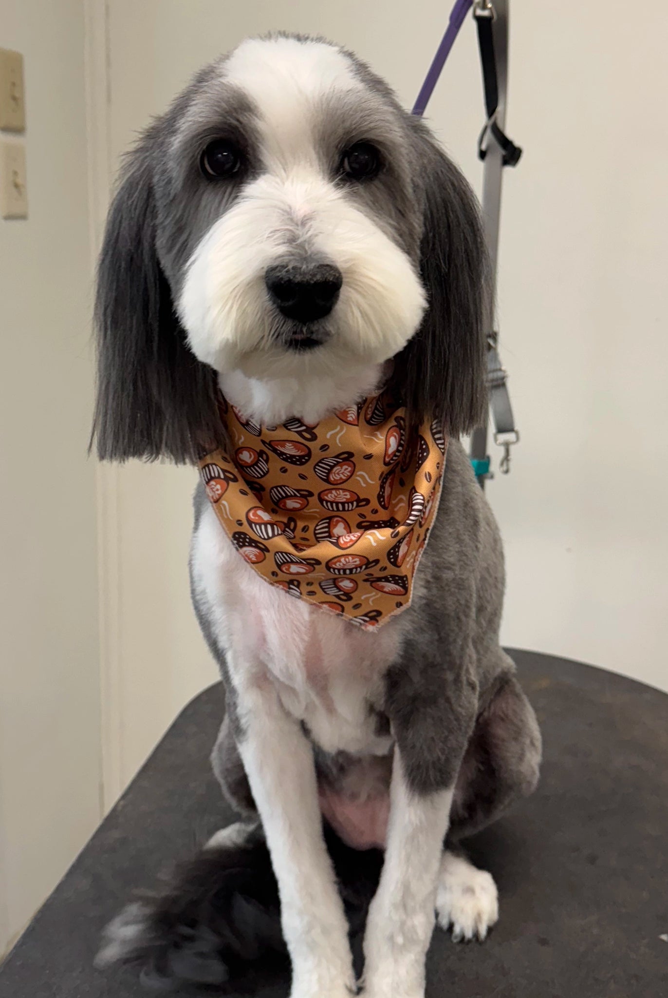 Dog with a patterned bandana sitting on a grooming table indoors.