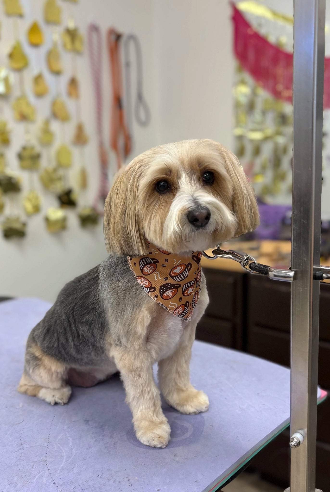 Dog on a grooming table with a bandana in a pet grooming salon.