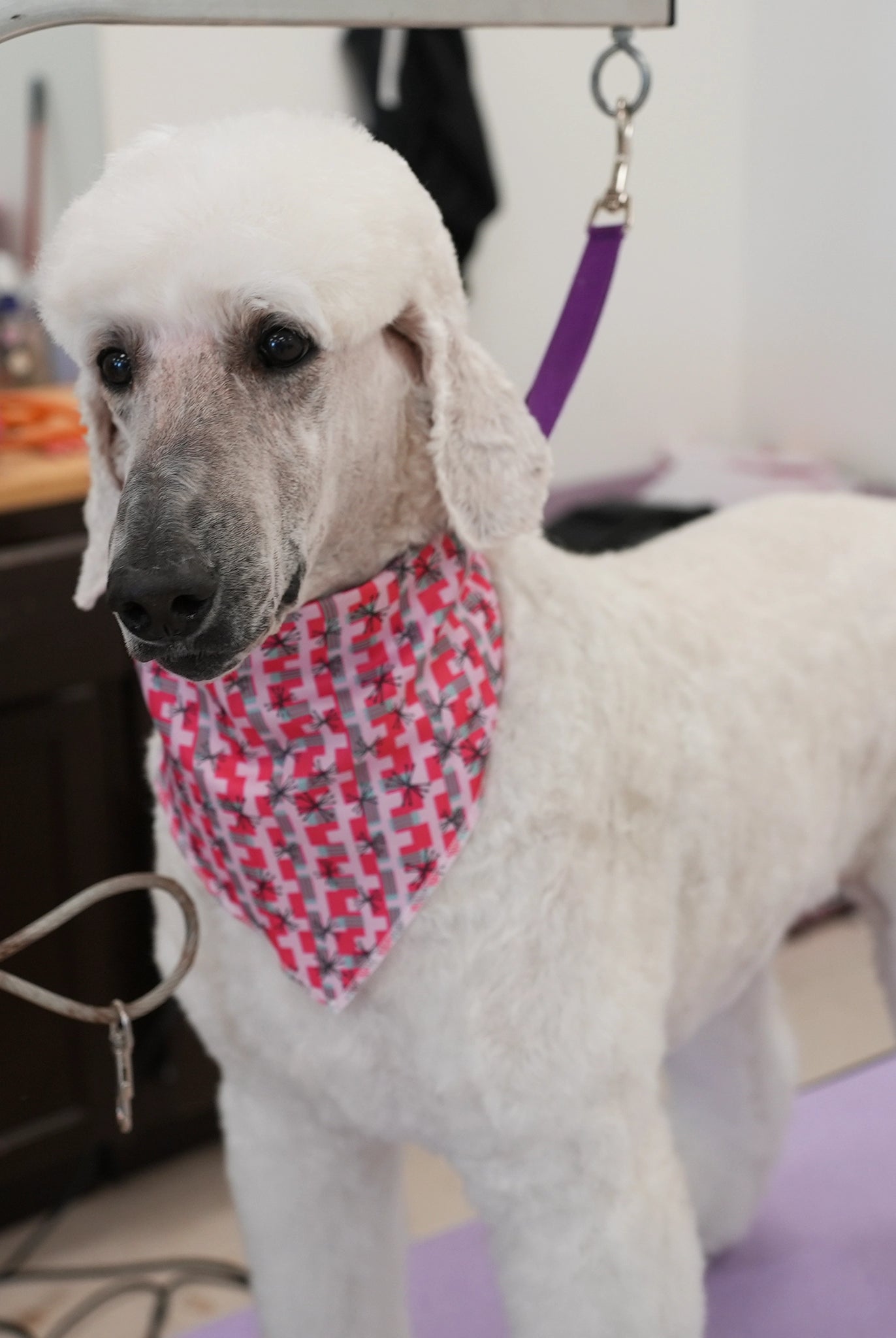 Dog wearing a red and white checkered bandana in a grooming salon.