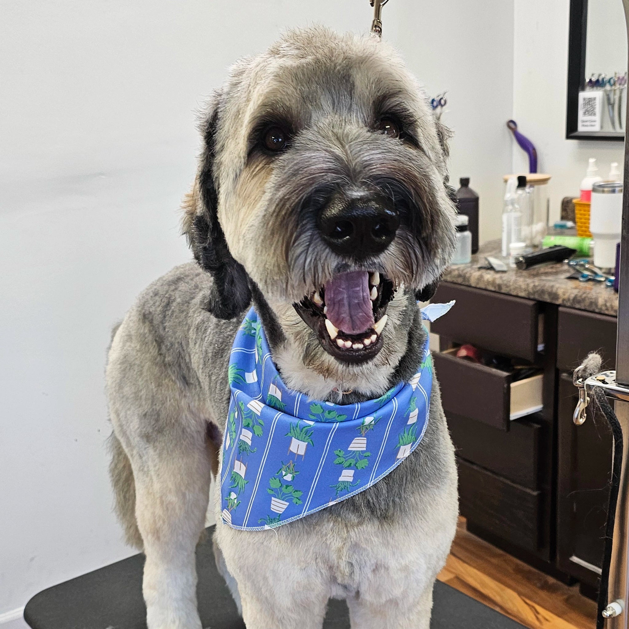 Dog wearing a blue bandana with a pattern in a grooming salon.