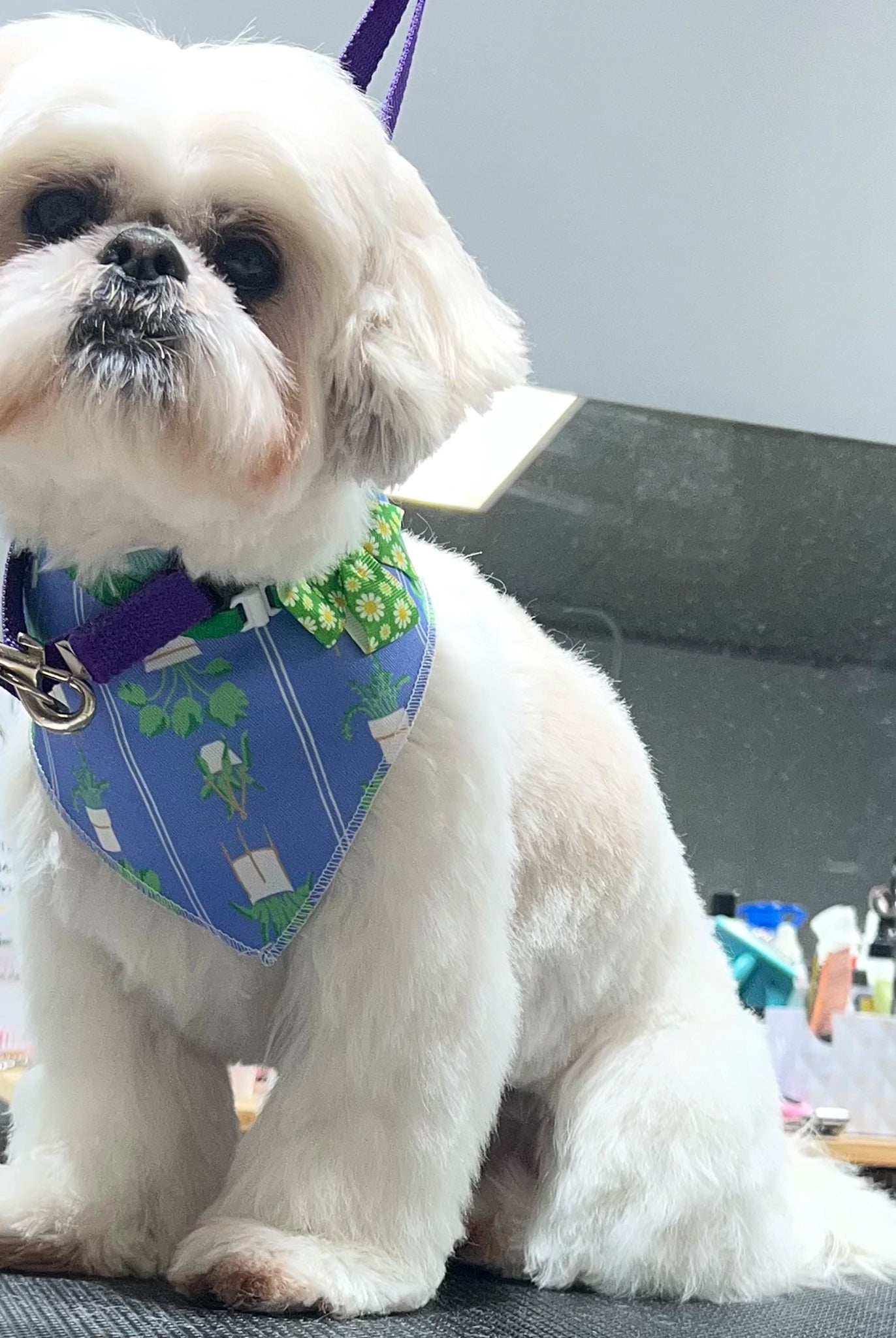 Small white dog wearing a blue bandana with a green pattern, sitting on a table.