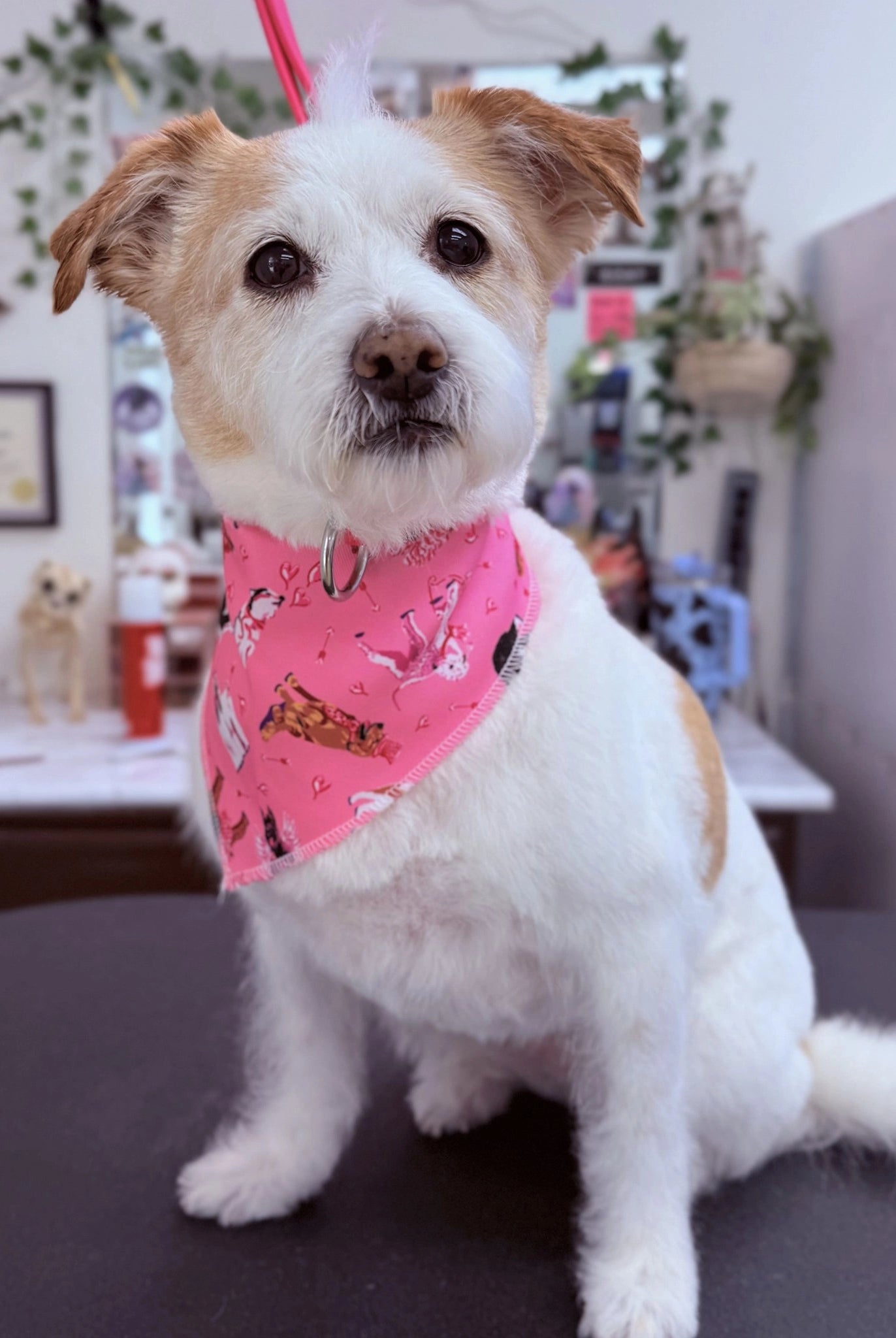 Small white dog with a pink bandana sitting on a table in an office setting.