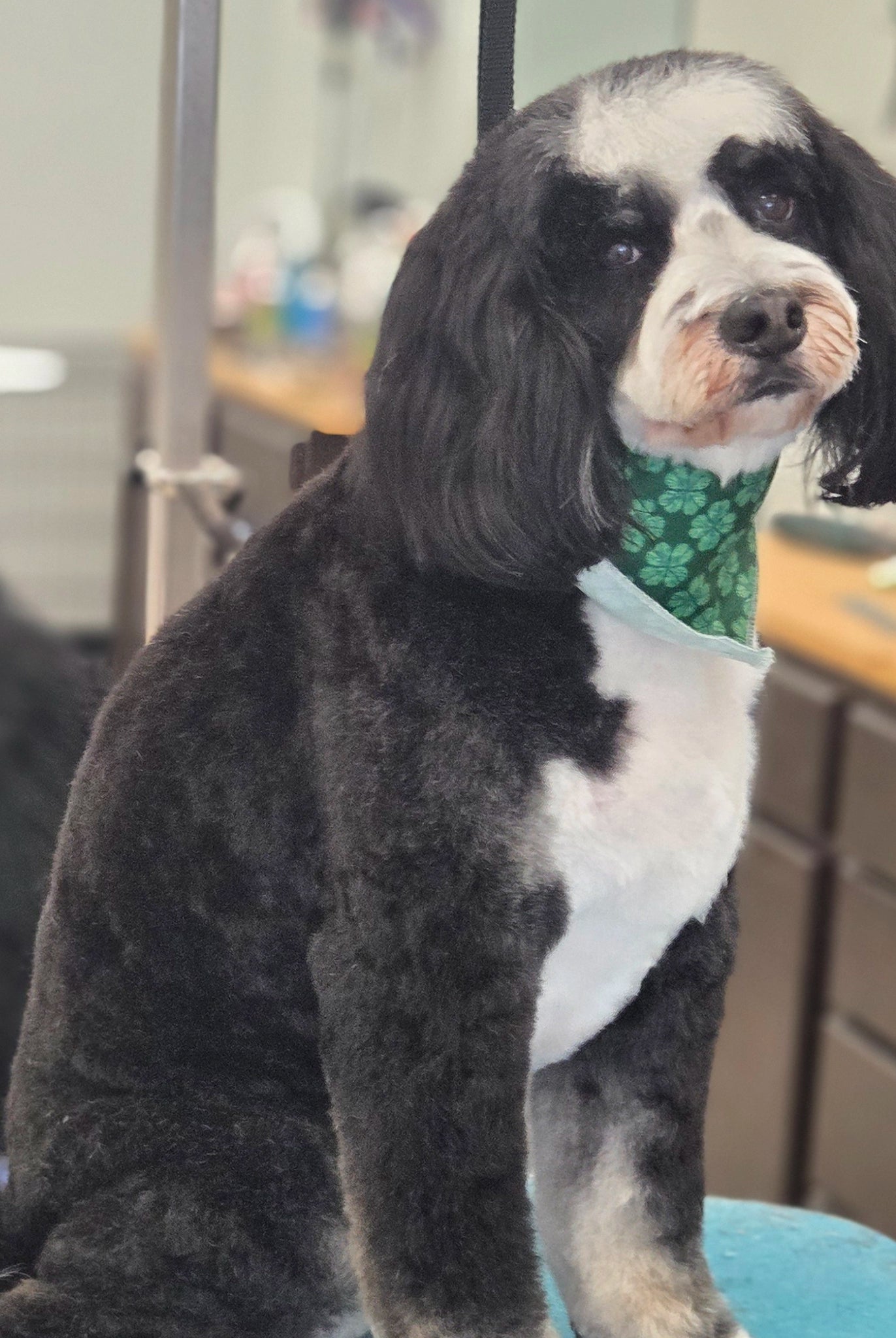 Dog with a green bandana sitting