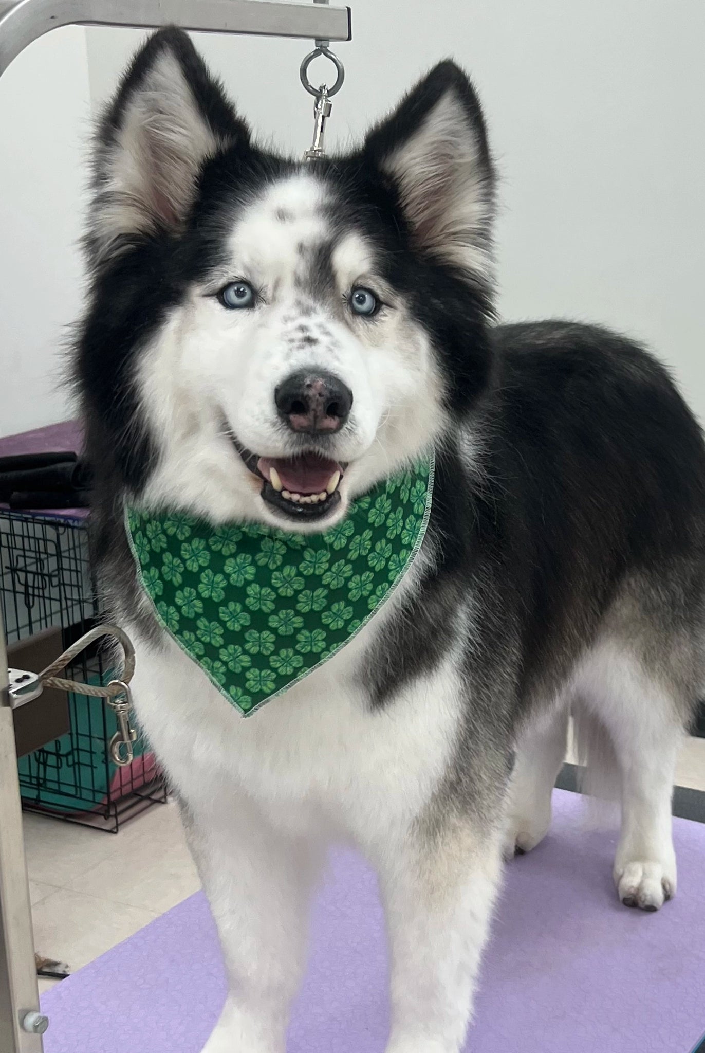 Dog with a green bandana standing on a purple surface