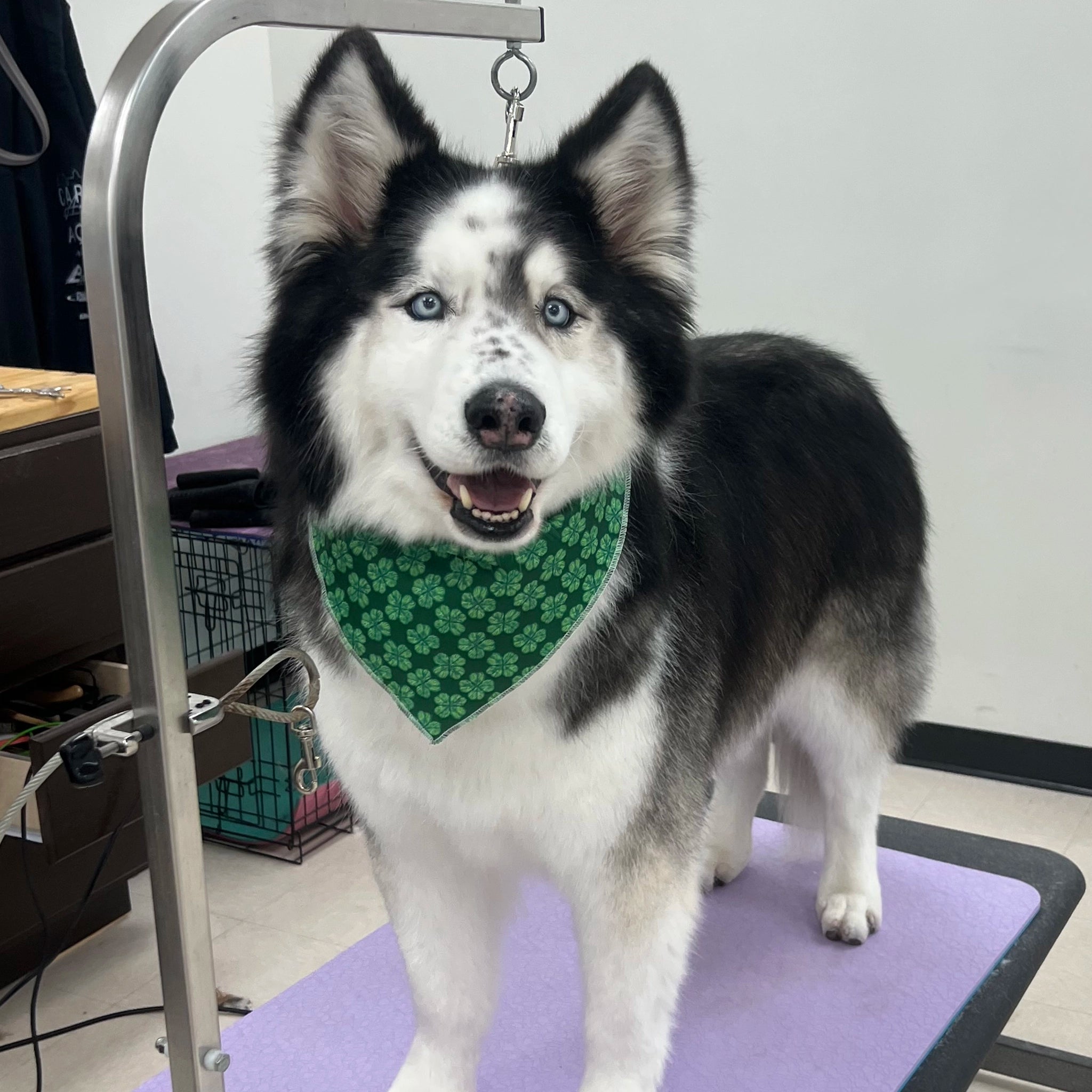 Dog with a green bandana standing on a purple surface