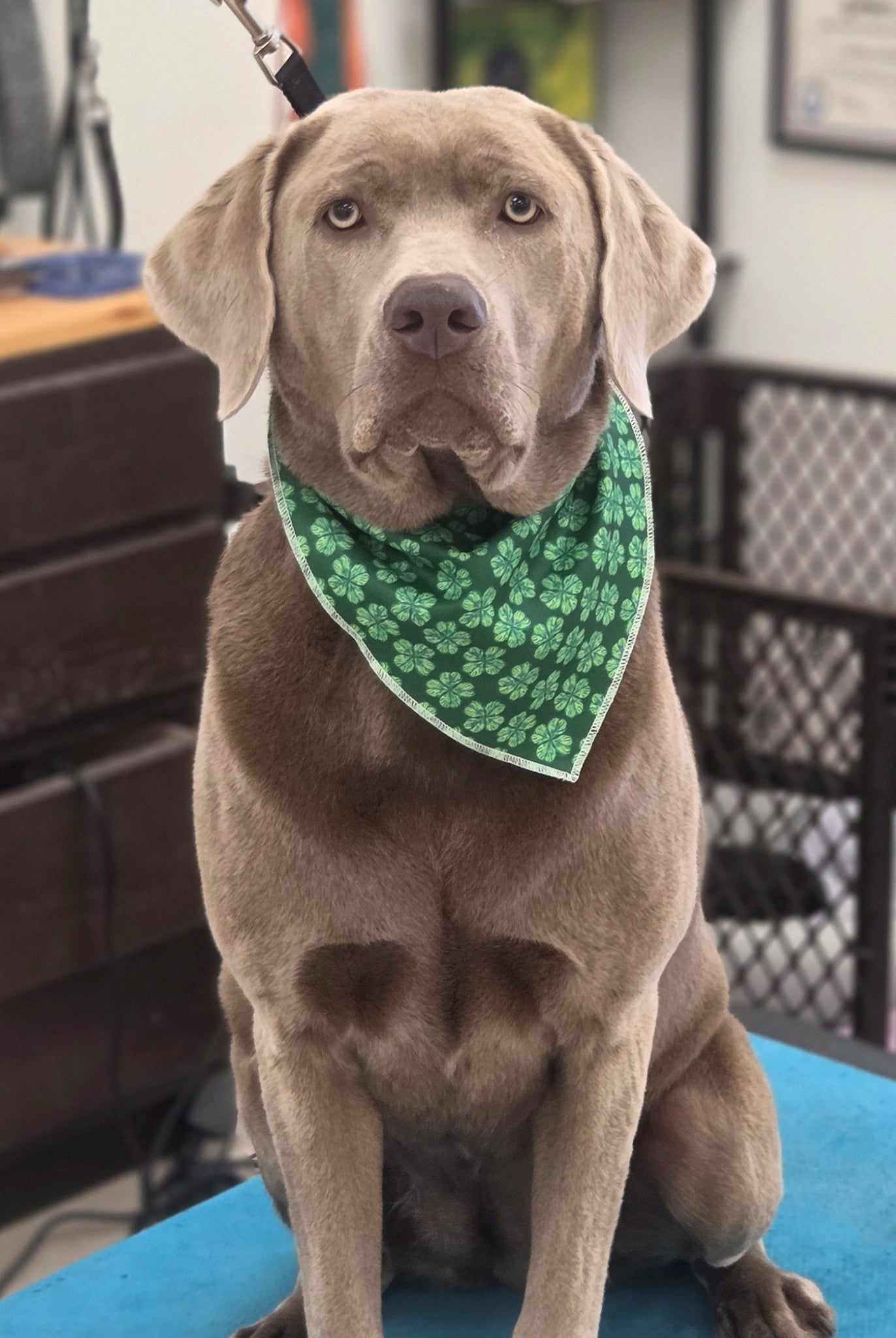 Dog wearing a green bandana sitting on a table in an indoor setting