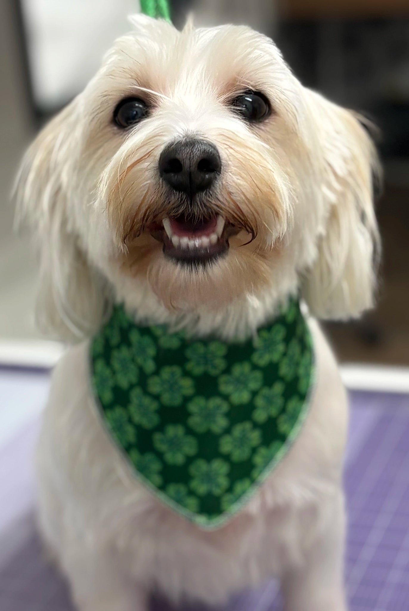 White dog wearing a green bandana with a shamrock pattern on a blurred background