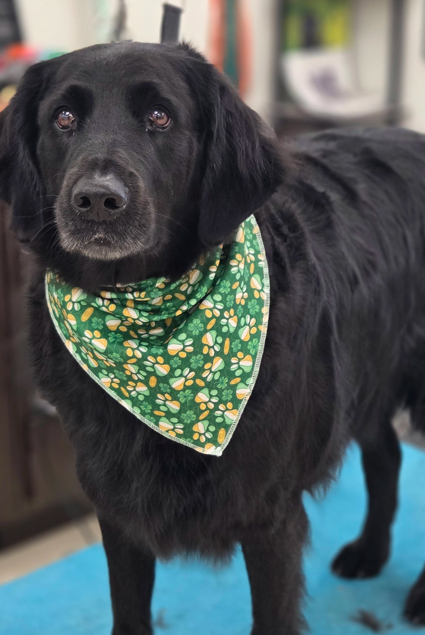 Black dog wearing a green bandana with paw prints indoors