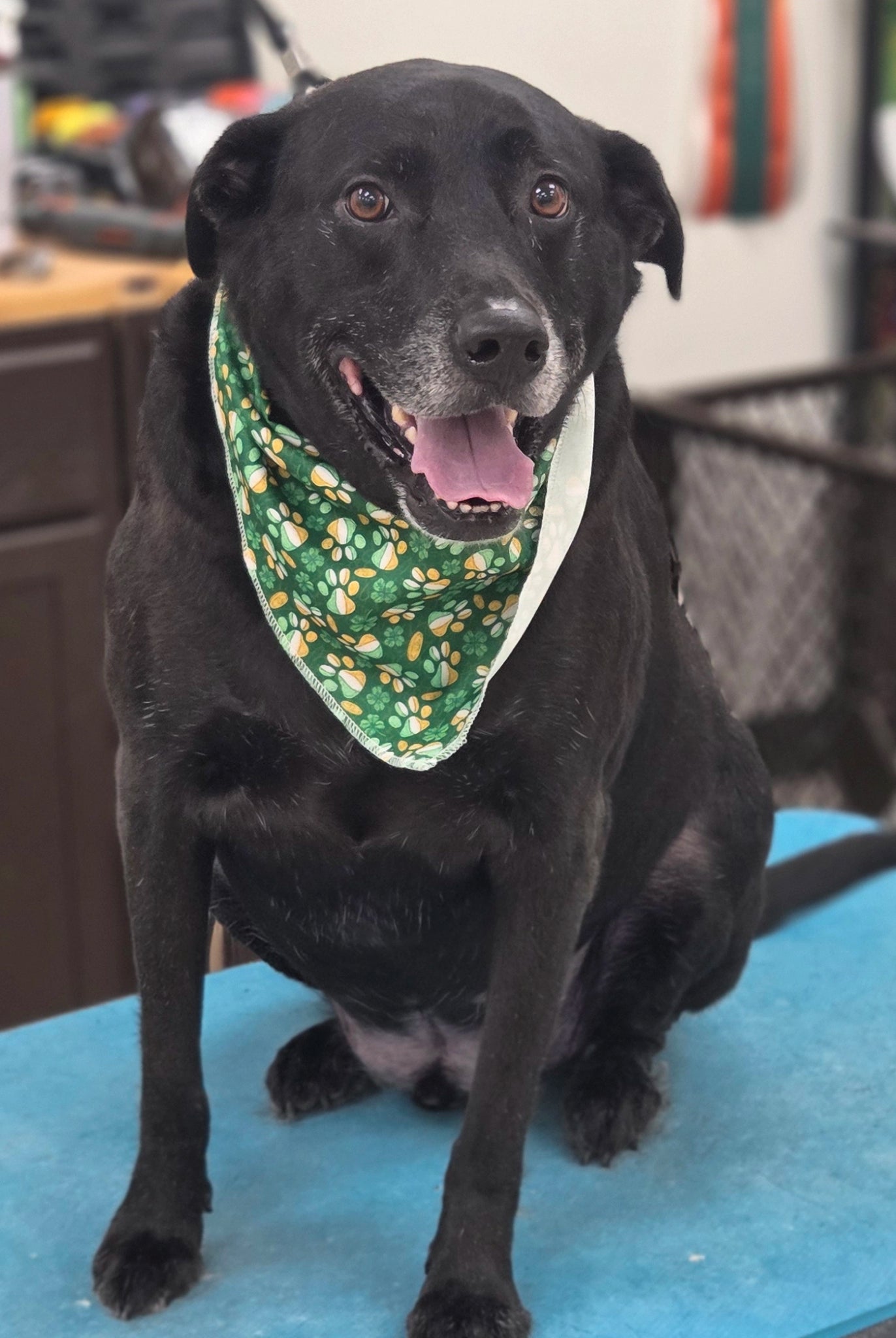 Black dog wearing a green bandana sitting on a blue surface with a blurred background