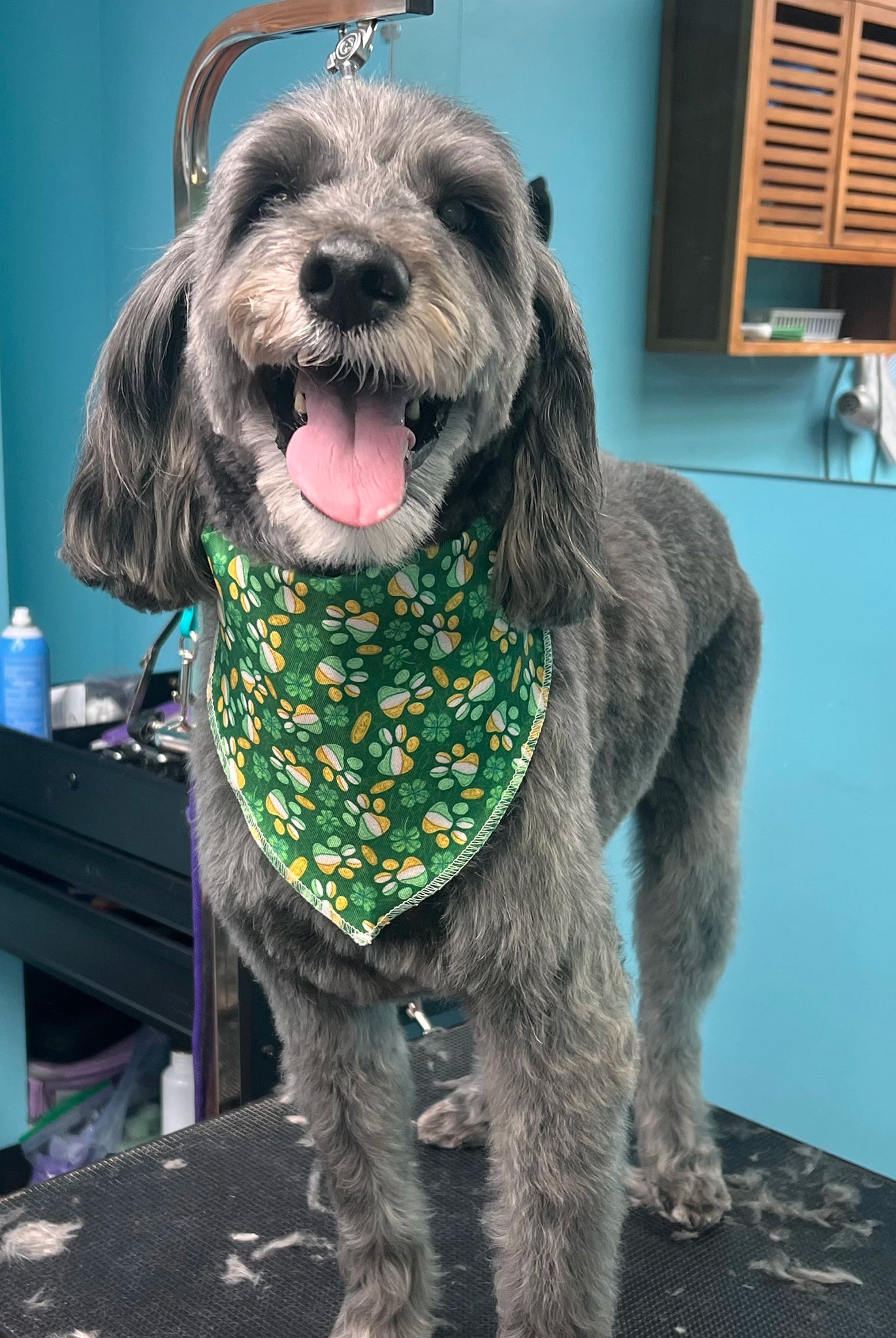 Dog with a green bandana standing on a grooming table in a pet care setting.