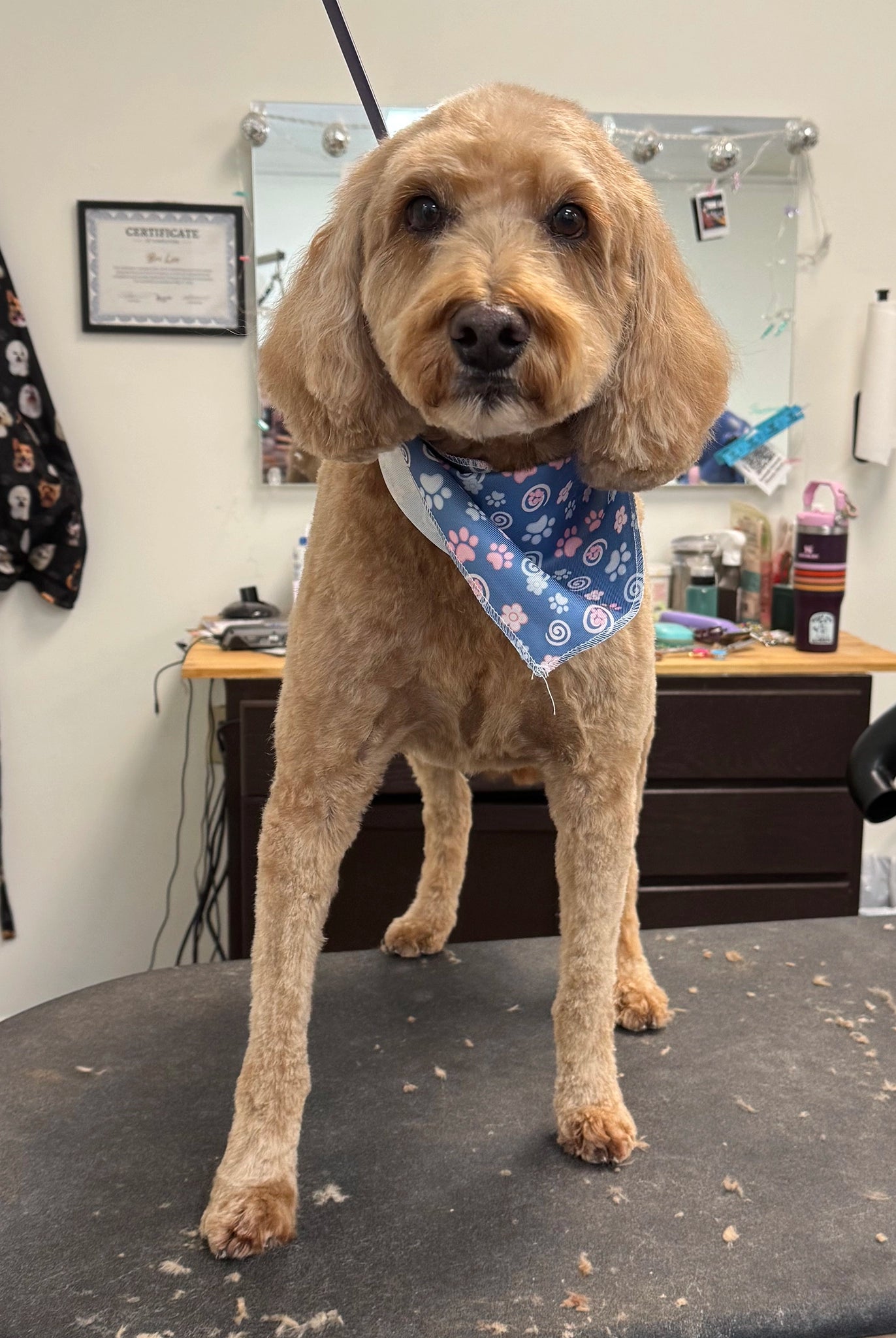 Dog wearing a blue bandana standing on a grooming table in a salon.