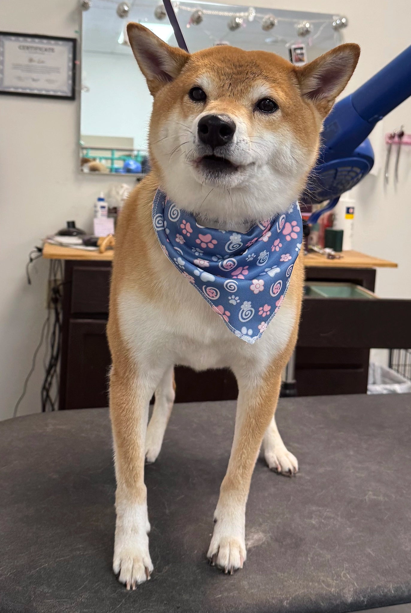 Dog wearing a bandana on a grooming table in a pet care setting