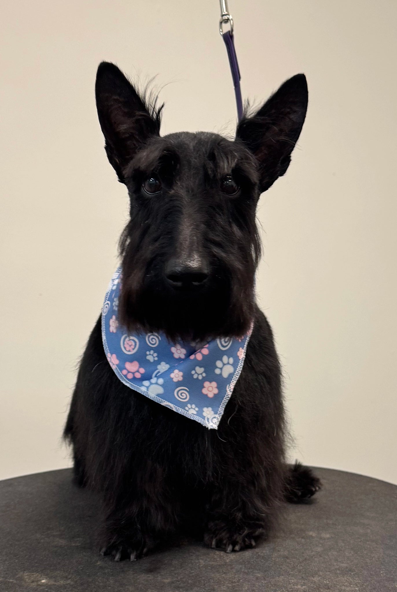 Black dog wearing a blue bandana with floral patterns on a neutral background
