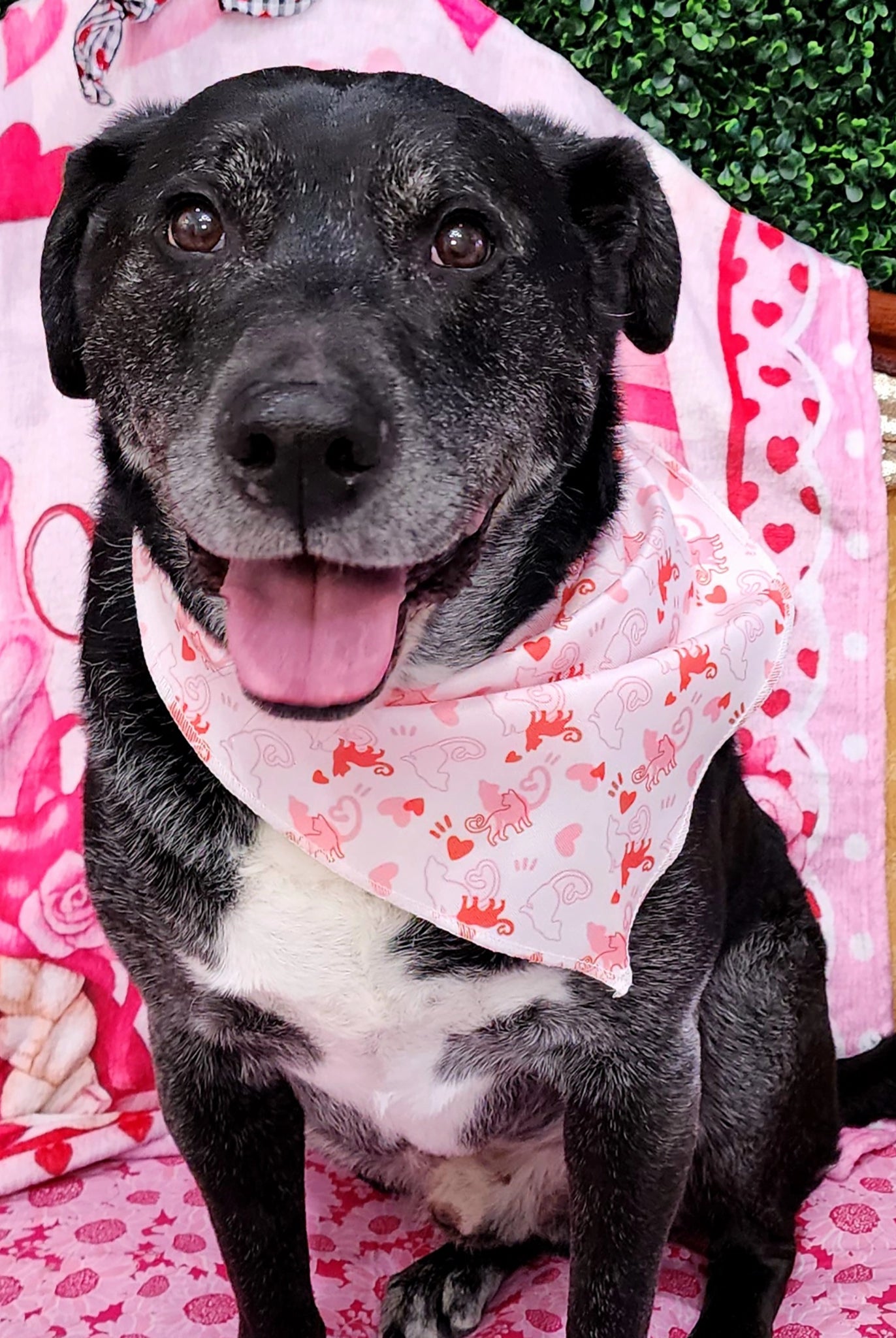 Dog wearing a pink heart-patterned bandana on a pink blanket