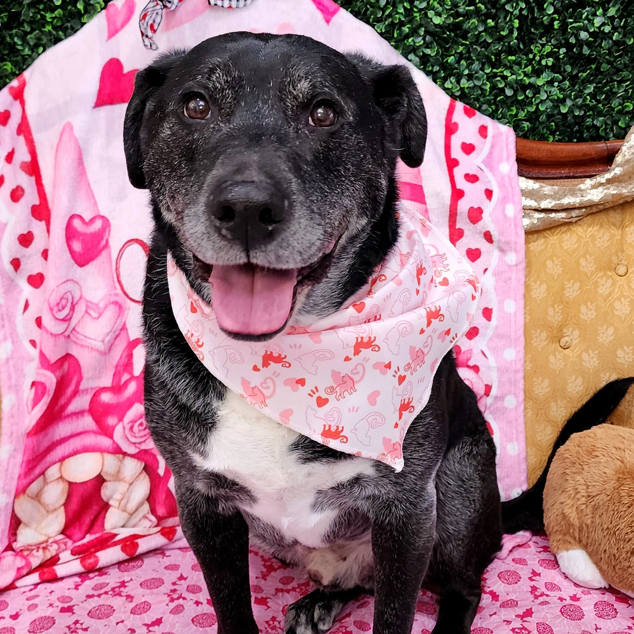 Dog wearing a pink heart-patterned bandana on a pink blanket