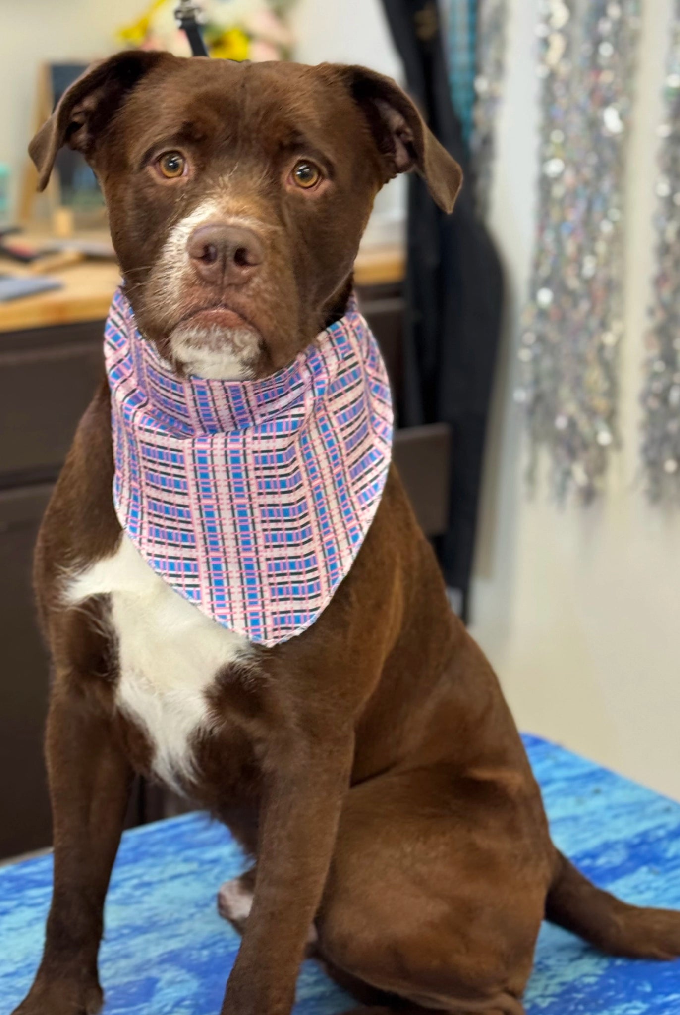 Dog wearing a plaid bandana sitting on a table with a sparkly curtain in the background