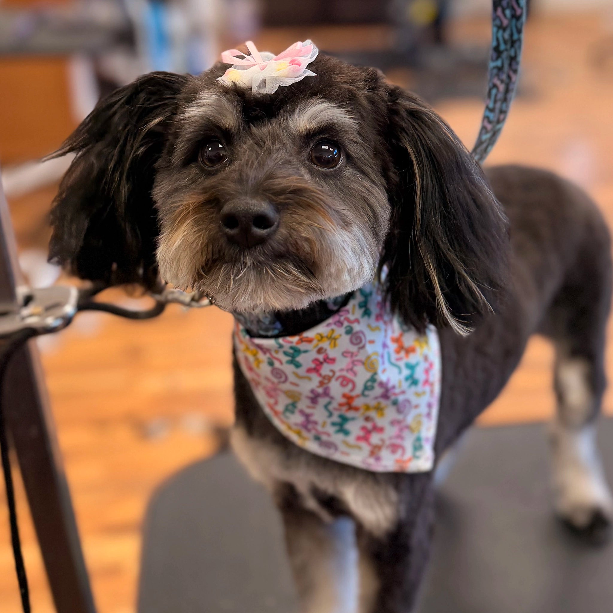 Dog wearing a bandana and bow