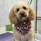 Dog wearing a bandana with bone and paw pattern in an indoor setting
