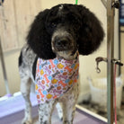 Dog wearing a colorful bandana in a grooming salon