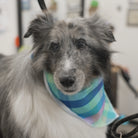 Dog wearing a striped bandana with a blurred background