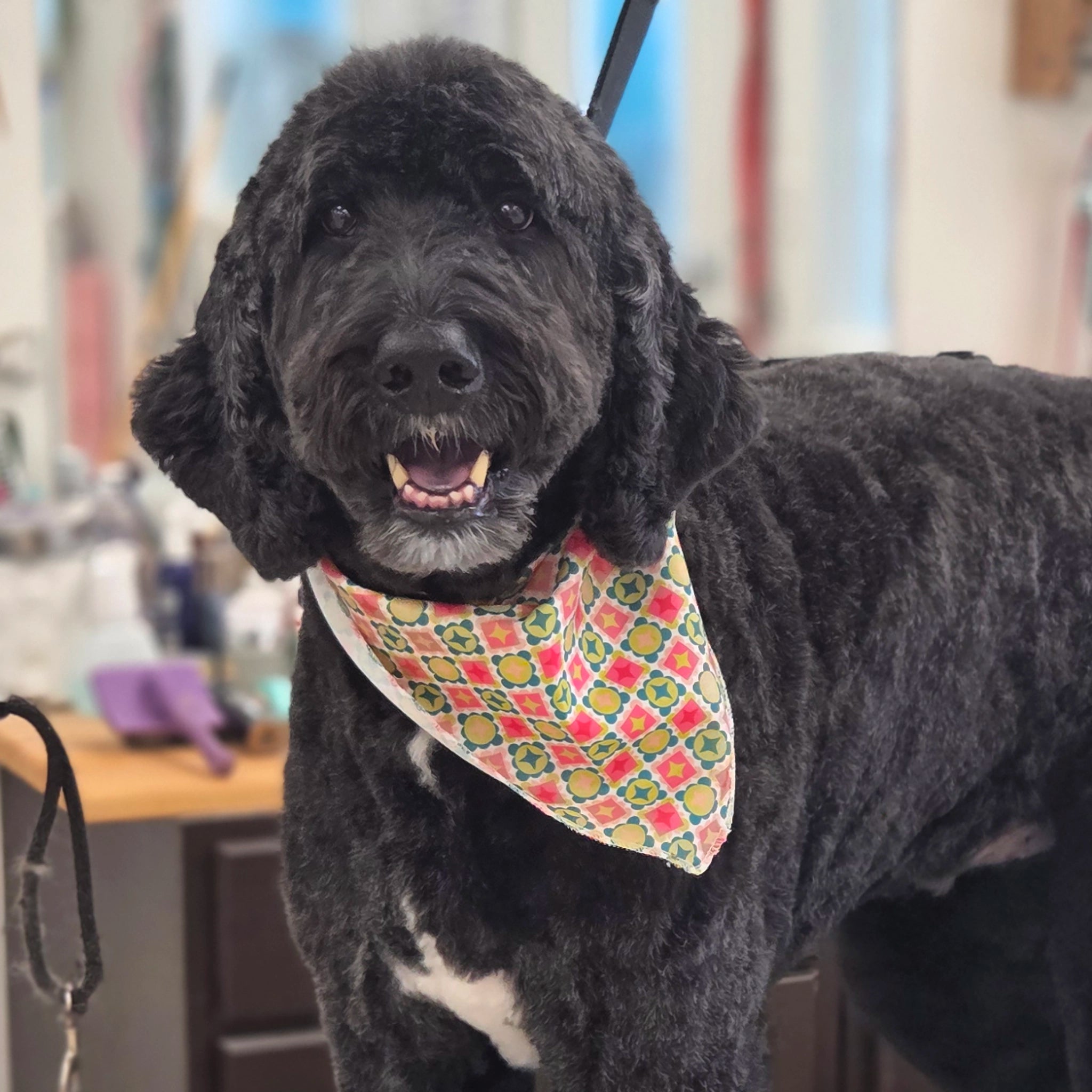 Black doodle dog wearing a colorful bandana