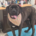 Black dog wearing a colorful bandana indoors