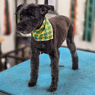 Dog wearing a green bandana with shamrock patterns on a blue mat.