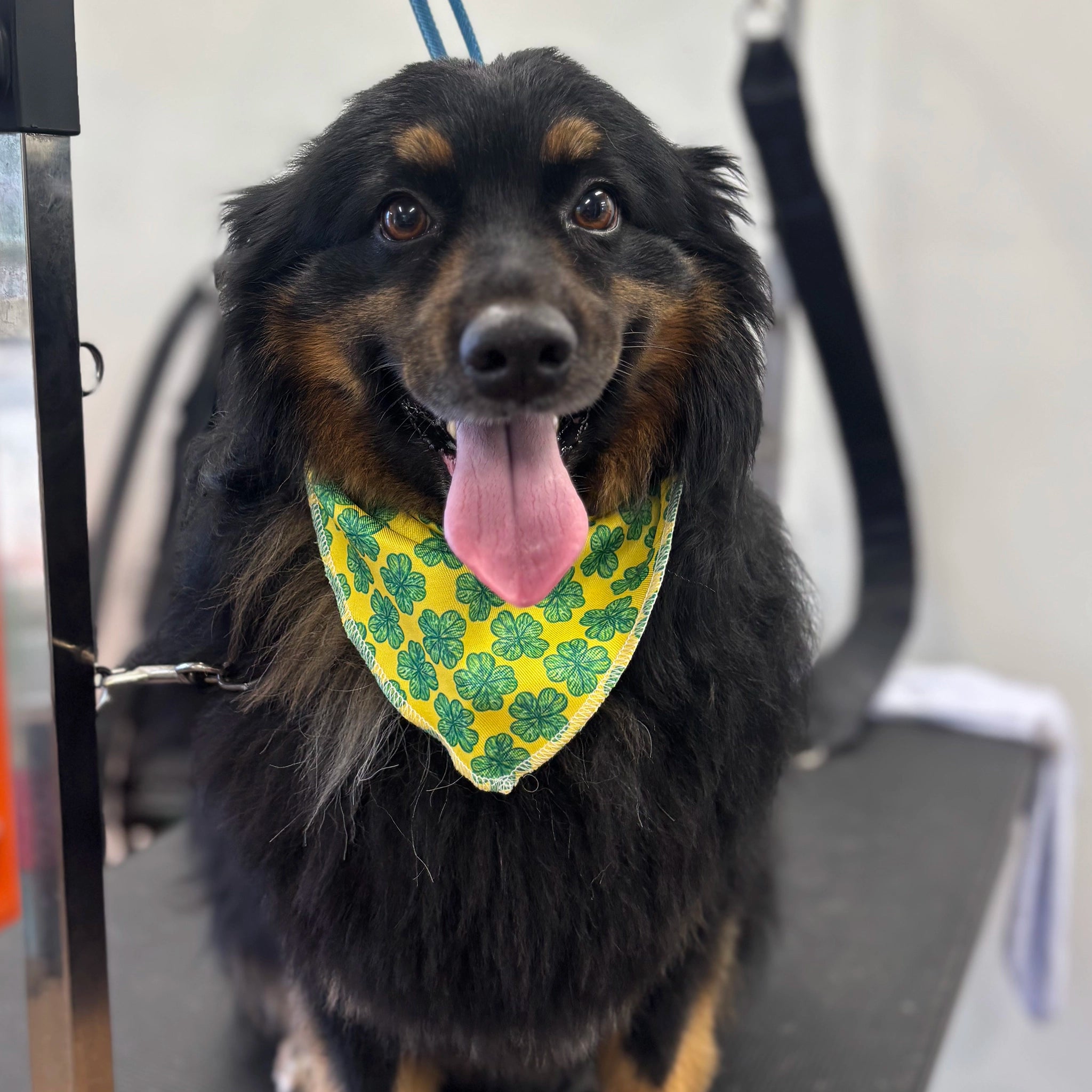 Dog wearing a yellow bandana with green shamrock pattern