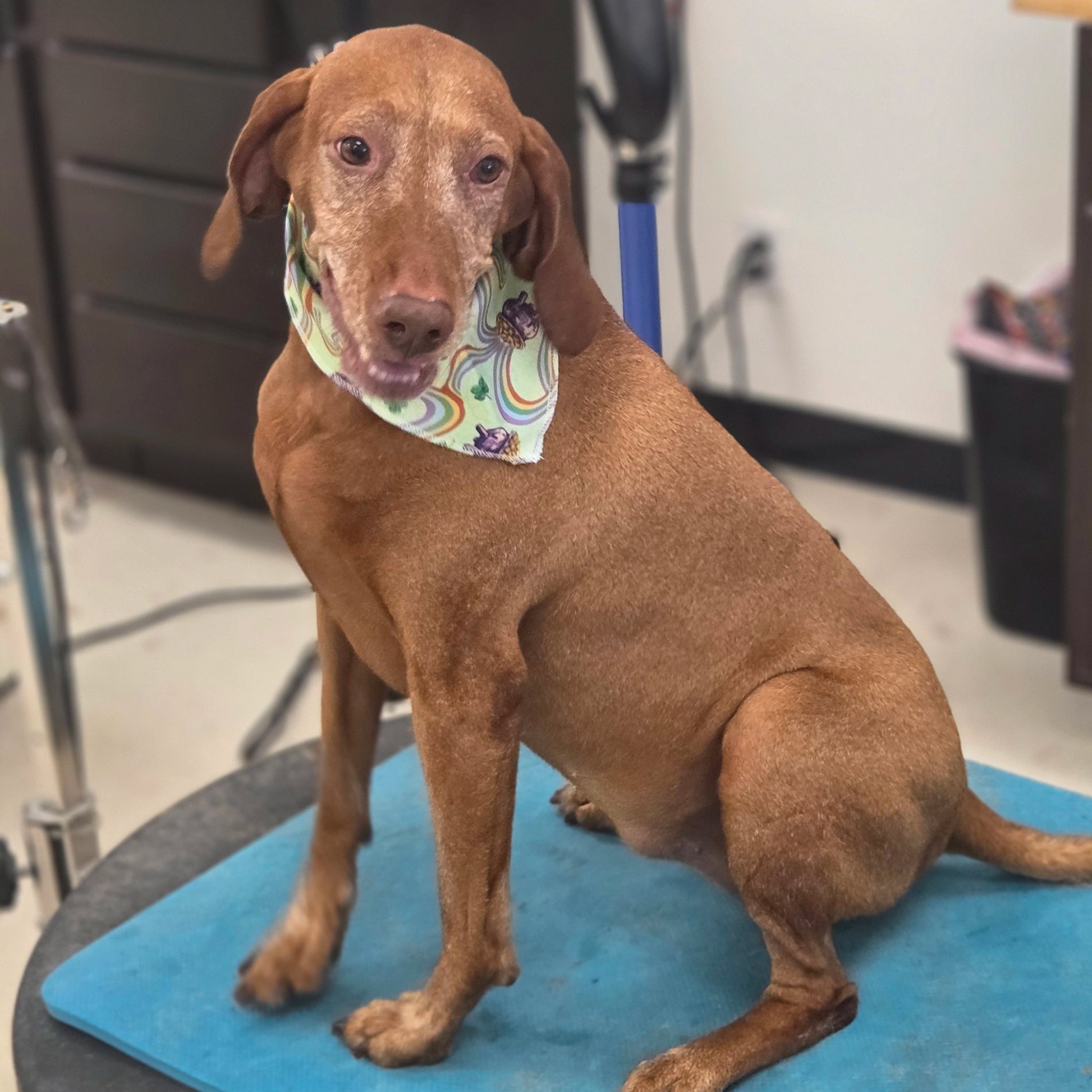 Brown dog sitting on a grooming table with a colorful bandana 