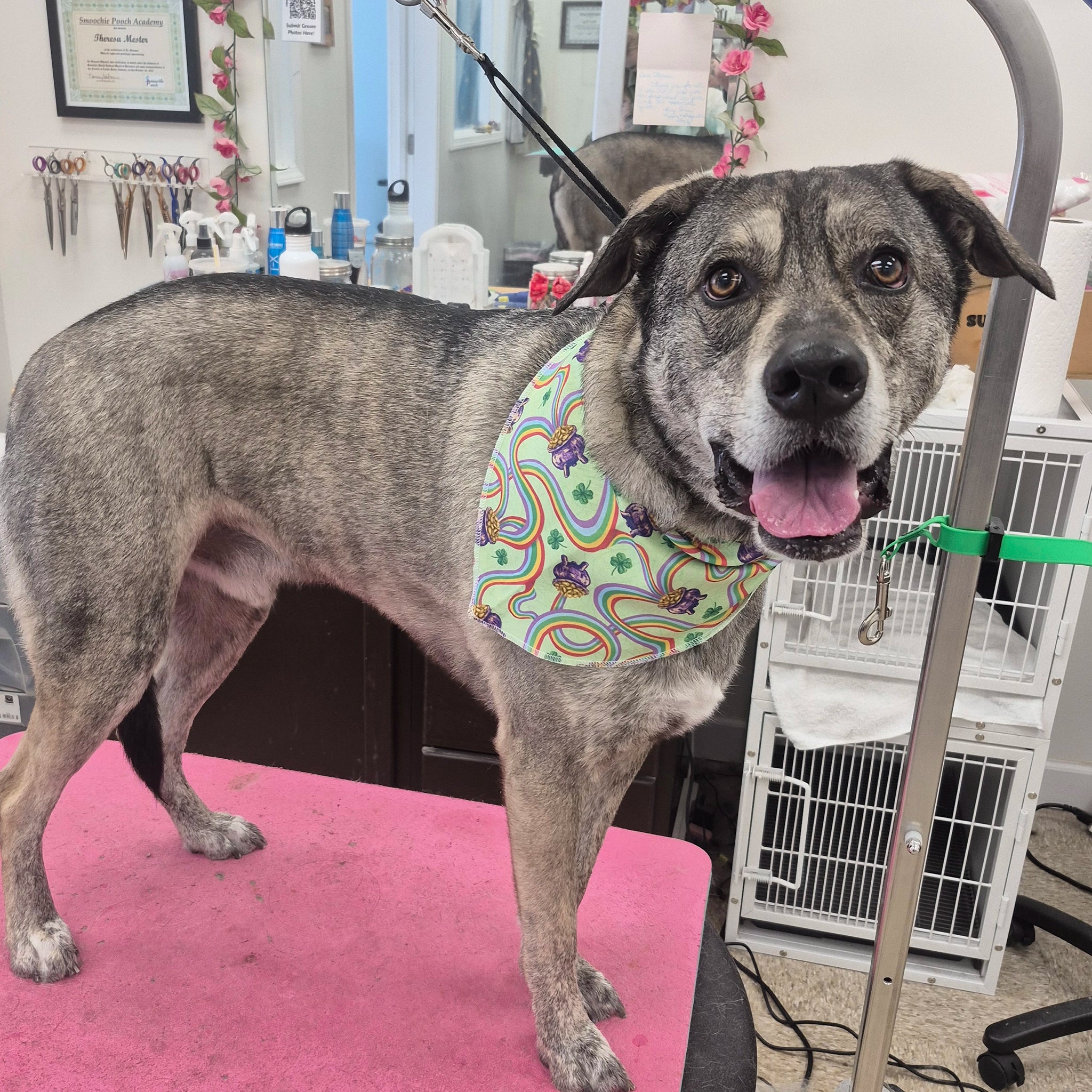 Dog with a colorful bandana standing on a pink surface in a grooming salon.