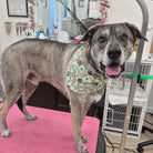Dog with a colorful bandana standing on a pink surface in a grooming salon.